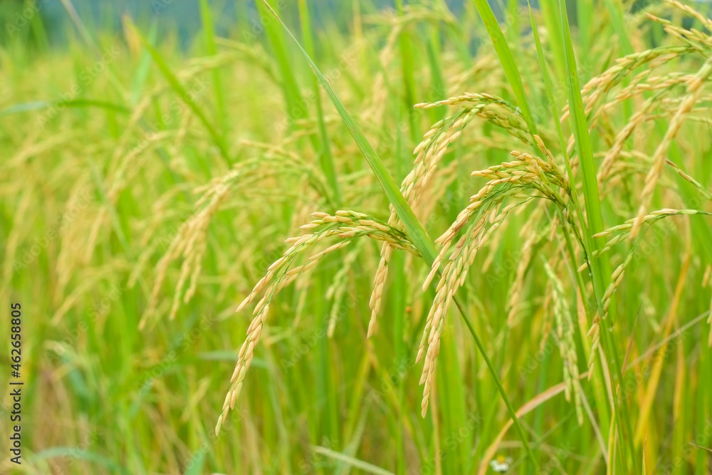 Yellow golden ears of rice in field rice close-up. Yellow golden ears of rice in field rice close-up.