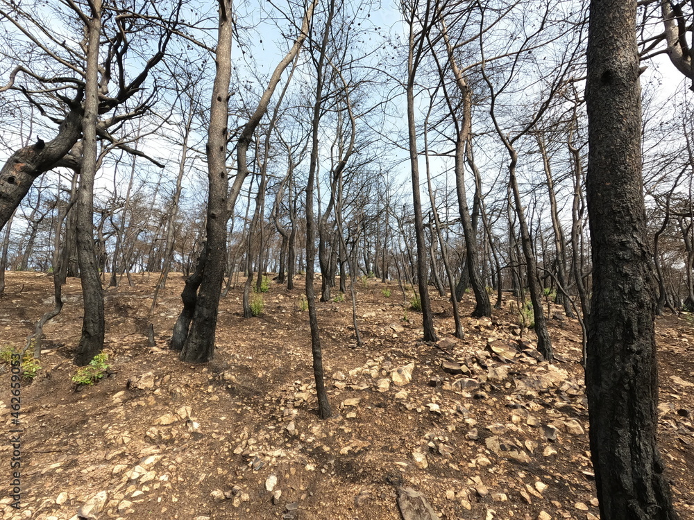 Forest disaster. Wildfire aftermath 