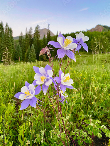 flowers in the forest