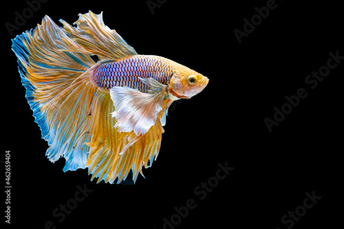 Thai fighting fish, a living culture, and colorful betta fish.Siamese fighting fish.