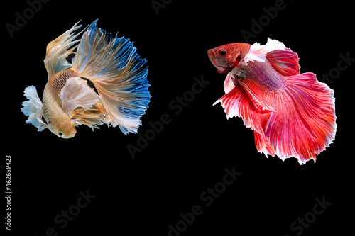 Thai fighting fish, a living culture, and colorful betta fish.Siamese fighting fish.