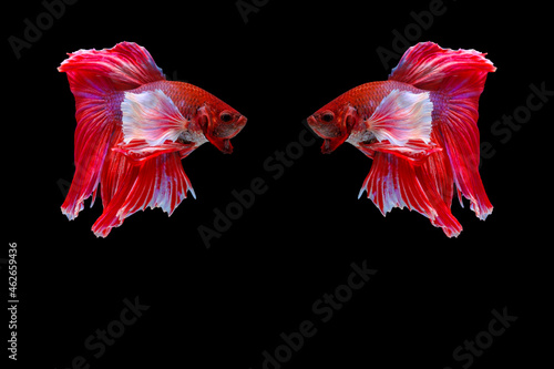 Thai fighting fish, a living culture, and colorful betta fish.Siamese fighting fish.