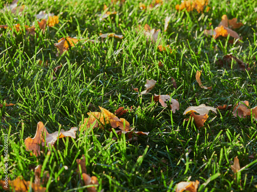 In autumn. Colorful maple leaves are lying on the grass