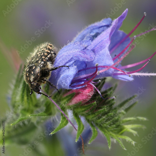 Cétoine grise sur une fleur de vipérine photo