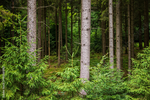 Trunks of fir trees in a coniferous forest  near Externsteine  Teutoburg Forest  Germany