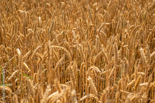 Full frame image of a golden wheat field in summer. Common wheat (Triticum aestivum) is the most economically important type of wheat and one of the oldest cultivated plants.