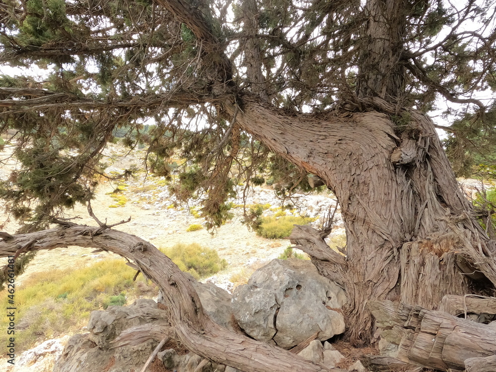 Trees in the mountains. Calm and peaceful scene.