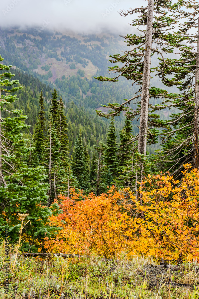 Fototapeta premium Hurricane Ridge Landscape 4