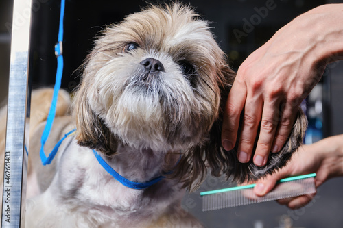 Groomer trimming dog and combing the hair with a comb. Female groomer haircut Shitzu or Shih tzu dog on the table for grooming in the beauty salon for dogs. Selective focus