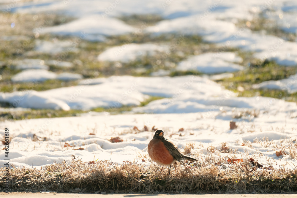 Robin bird standing in winter grass with snow outdoor. Robin bird standing in winter grass with snow outdoor.