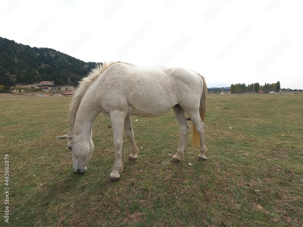 Obraz premium Wild white horse on grass