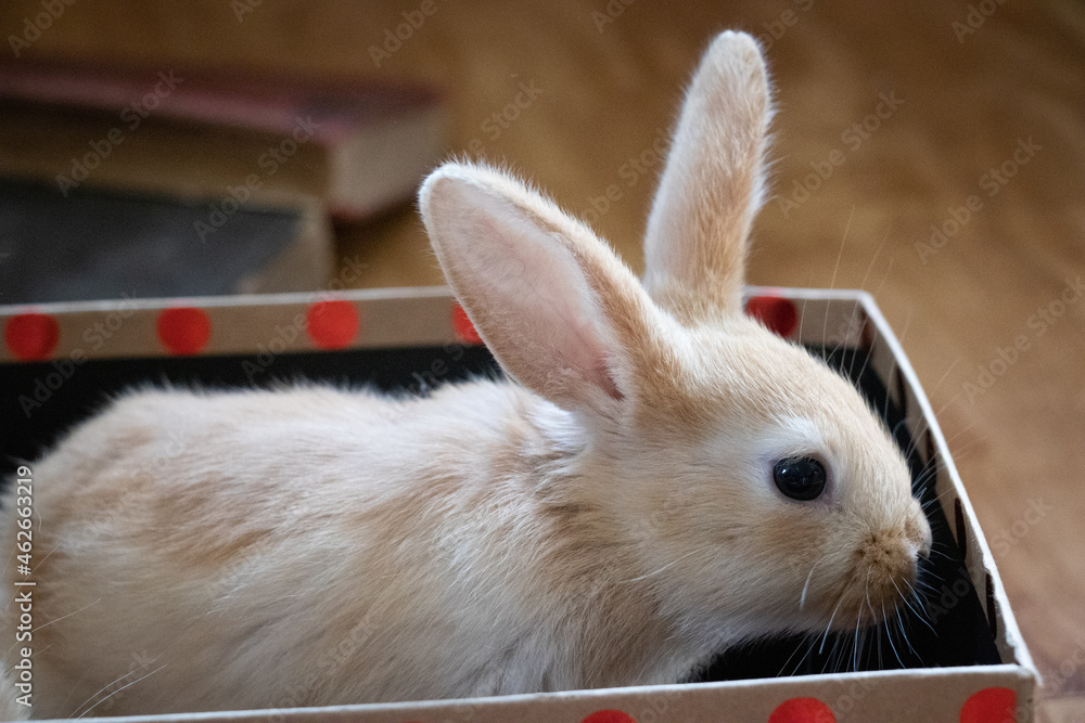 Obraz premium Little Brown Rabbit Peeking out of a Sparkly Red Polka Dot Box