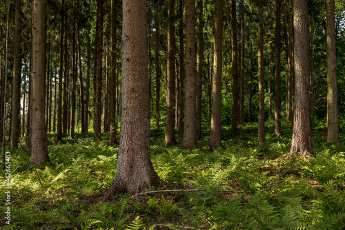Trunks of spruce trees in a coniferous forest with fern-covered floor, near Hämelschenburg, Weserbergland, Germany