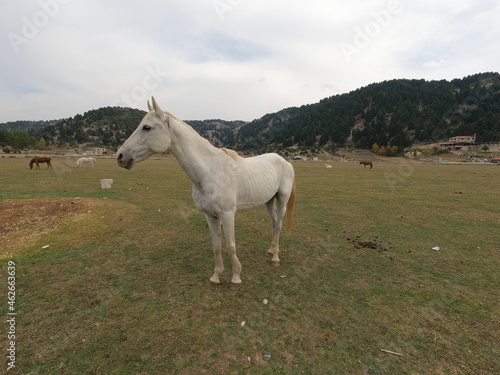 Wild white horse on grass