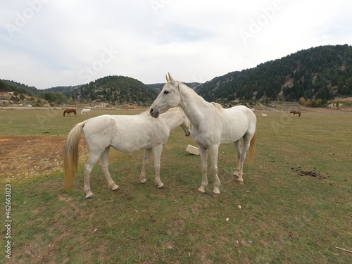 Wild white horse on grass