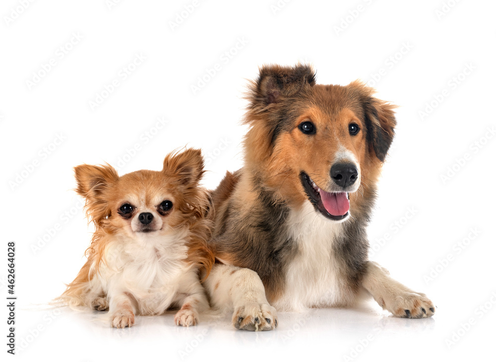 Shetland Sheepdog and chihuahua Shetland Sheepdog and chihuahua