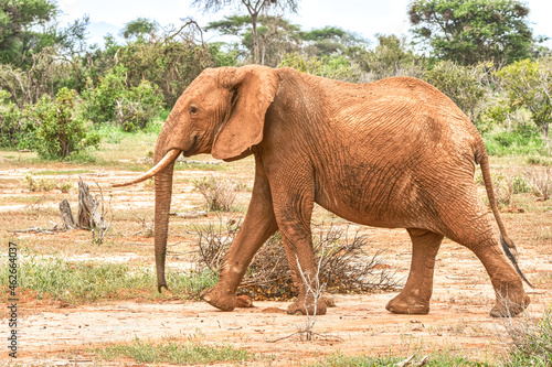 African elephant  Loxodonta africana  female walking through the bush.   Copy space.