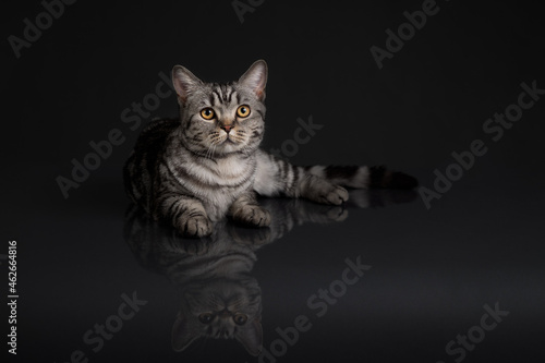 Cat portrait lying down shoot in studio on black background with reflection © AlexandruPh