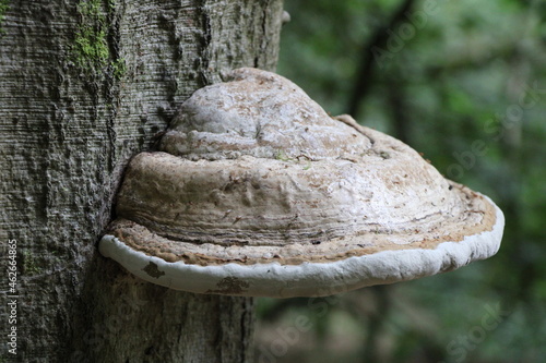 Hiking the Traumschleife Schengen grenzenlos | Tree mushrooms