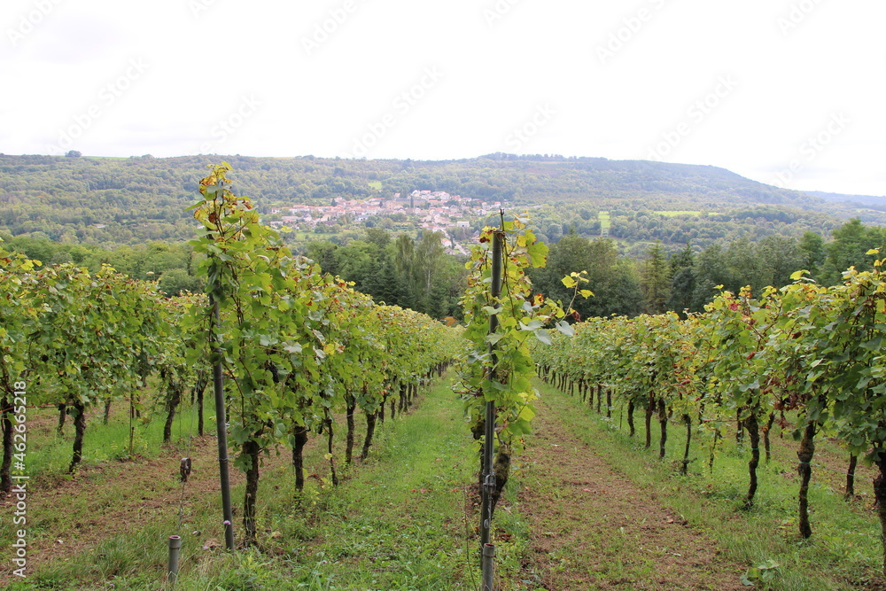 Vineyard at the Mosel next to Schengen (Weinberg an der Mosel bei Schengen)