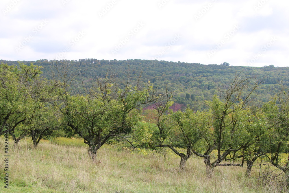 Orchards at the Mosel close to Schengen, Luxembourg (Obstplantagen an der Mosel bei Schengen)