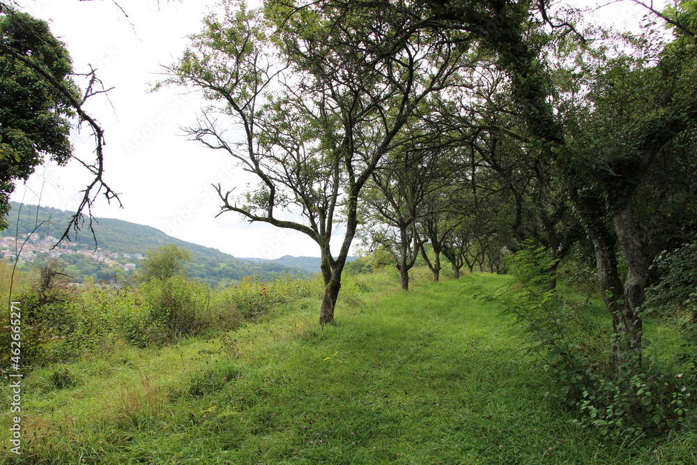 Orchards at the Mosel close to Schengen, Luxembourg (Obstplantagen an der Mosel bei Schengen) Orchards at the Mosel close to Schengen, Luxembourg (Obstplantagen an der Mosel bei Schengen)