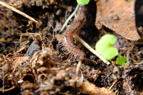 Millipede Spiral