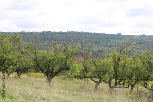 Orchards at the Mosel close to Schengen  Luxembourg  Obstplantagen an der Mosel bei Schengen 
