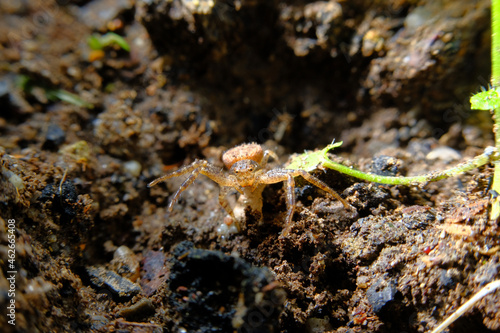 Running Crab Spider Macro