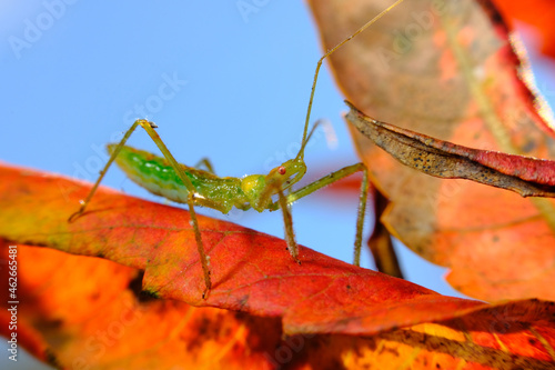 Green Assassin Bug photo