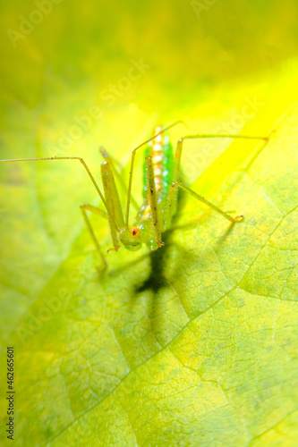 Green Assassin Bug photo