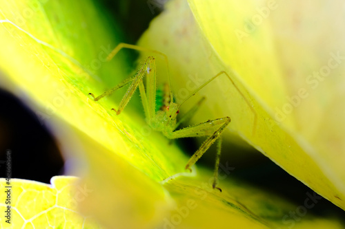 Green Assassin Bug photo