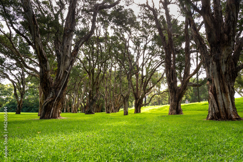 Photography Trees in Centennial Park, Sydney