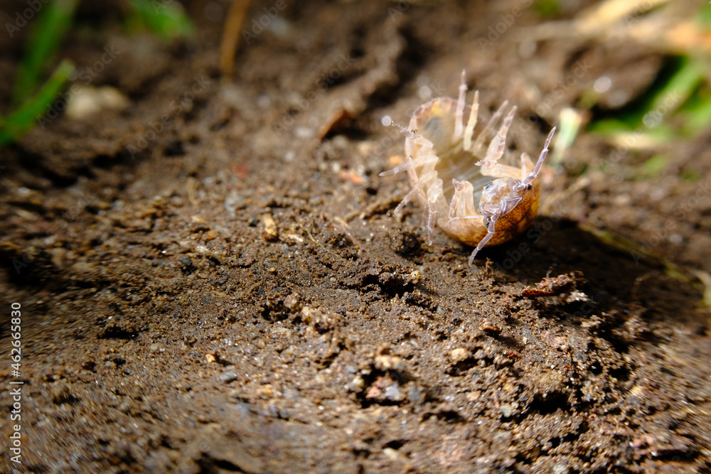 Pill Bug Armadillidiidae