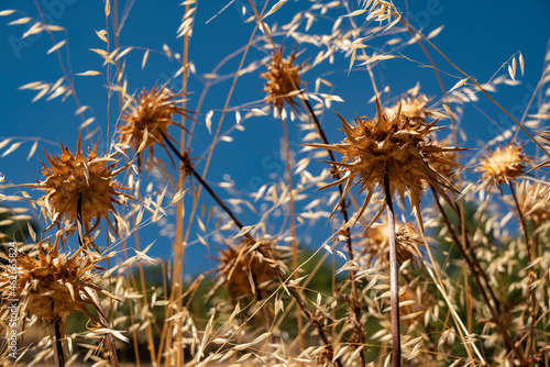 Close up of beautifully dried milk thistles  Silybum marianum  and grass against a deep blue summer sky  Sierra Nevada National Park  Andalusia  Spain