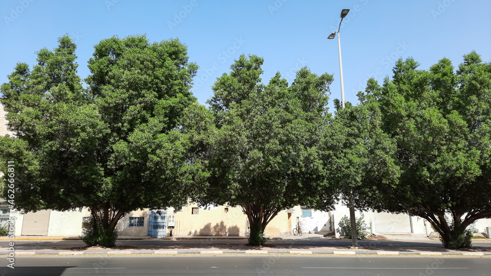 Fototapeta premium beautiful trees by the side of the road.