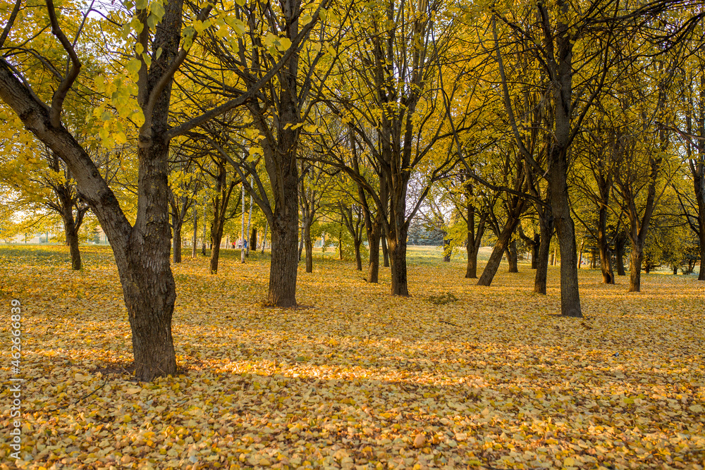 Autumn landscape. Autumn trees and leaves are yellow. Autumn leaves close-up. Autumn trees in the park. Autumn landscape. Autumn trees and leaves are yellow. Autumn leaves close-up. Autumn trees in the park.