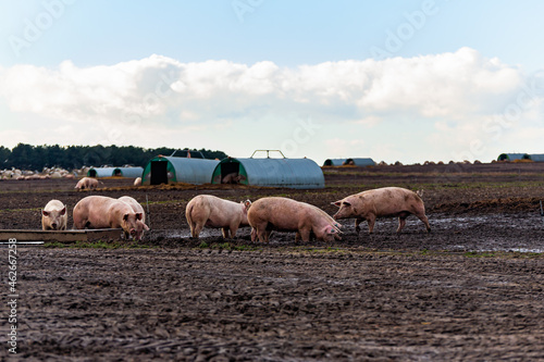 In the middle of a UK pig farming crisis, healthy adult pigs are at risk of being destroyed due to lack of butchers and space on farms to ensure their healthy welfare