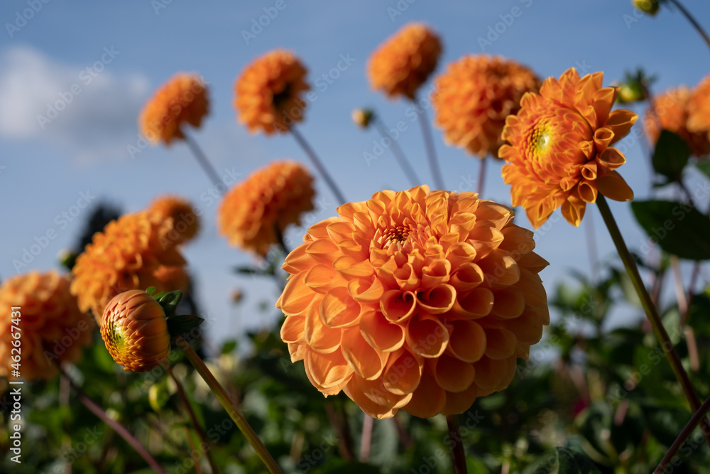 Stunning dahlia flowers photographed on a sunny day in late summer in a garden in Wisley, near Woking in Surrey UK Stunning dahlia flowers photographed on a sunny day in late summer in a garden in Wisley, near Woking in Surrey UK