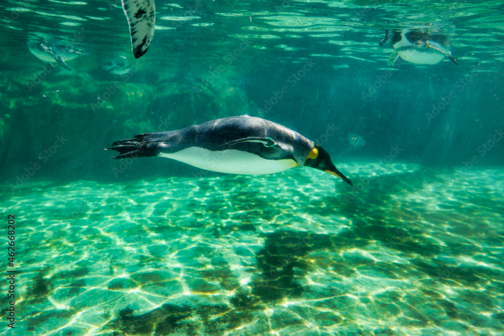 Obraz premium 水族館のペンギン