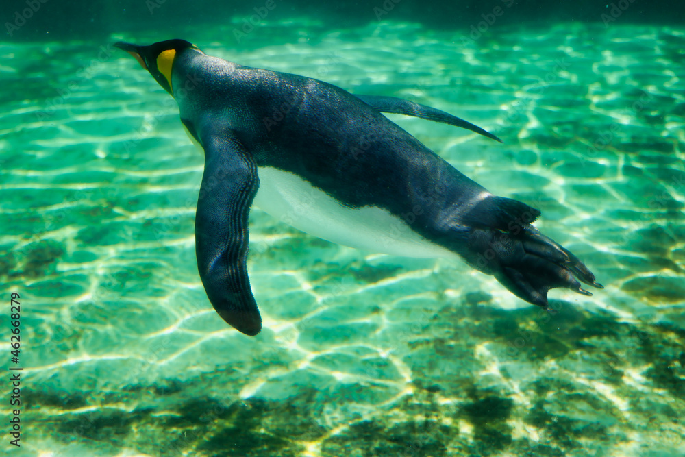 Fototapeta premium 水族館のペンギン