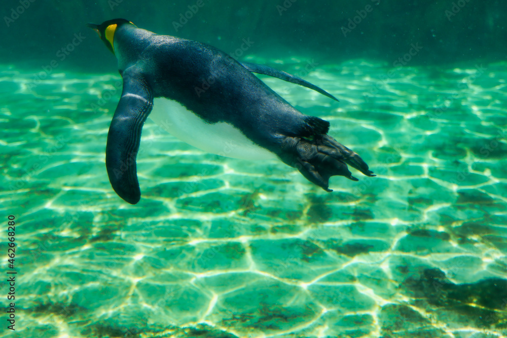 水族館のペンギン 水族館のペンギン