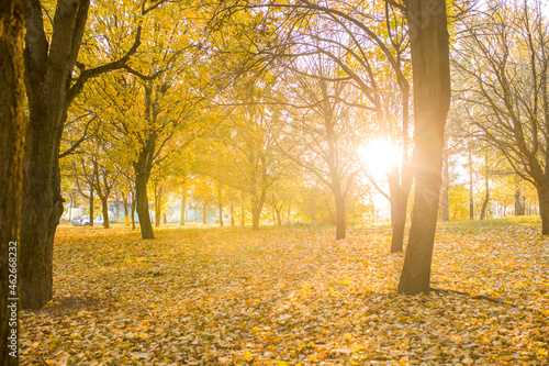 Autumn landscape. Selective focus. Soft focus. Defocus. Beautiful autumn nature. Autumn trees with yellow and orange leaves. Autumn glade. Yellow leaves on the ground. Yellow leaves on the ground.
