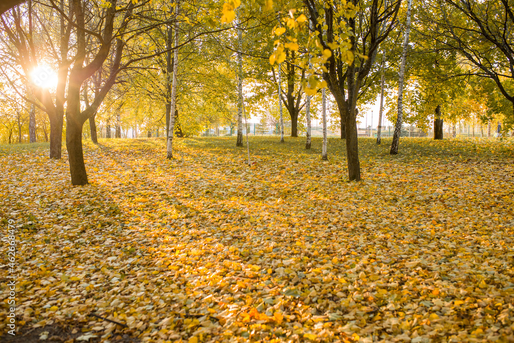 Autumn landscape. Autumn trees and leaves are yellow. Autumn leaves close-up. Autumn trees in the park. Autumn landscape. Autumn trees and leaves are yellow. Autumn leaves close-up. Autumn trees in the park.