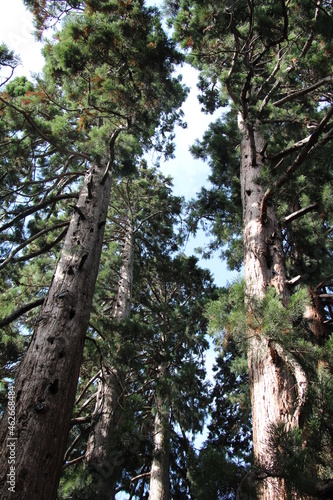 Giant sequoia (Sequoiadendron giganteum / Riesenmammutbaum) photo