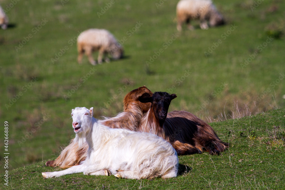 Naklejka premium Goats in the pasture