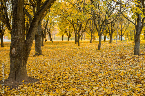 Autumn Park. Autumn trees in the park. Beautiful sunlight in the autumn park. Trees with yellow leaves . Yellow maple leaves close-up. Autumn landscape.