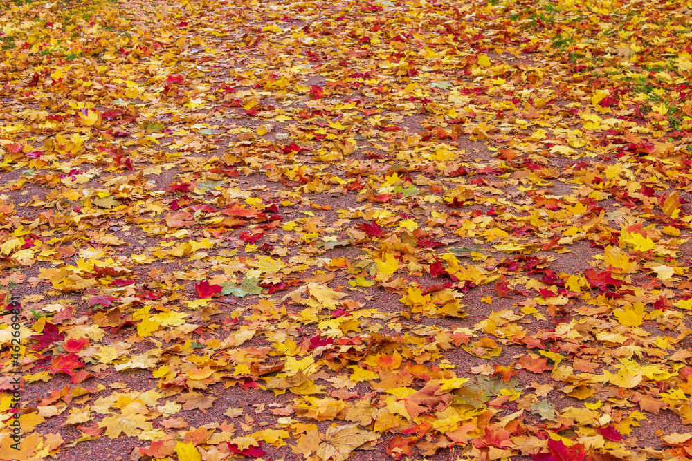 Yellow autumn leaves in the park. A quiet calm autumn day. Yellow autumn leaves in the park. A quiet calm autumn day.