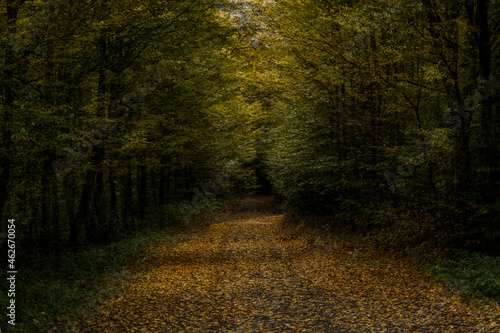 Beautiful scenery in October showing a curved road through the forest 