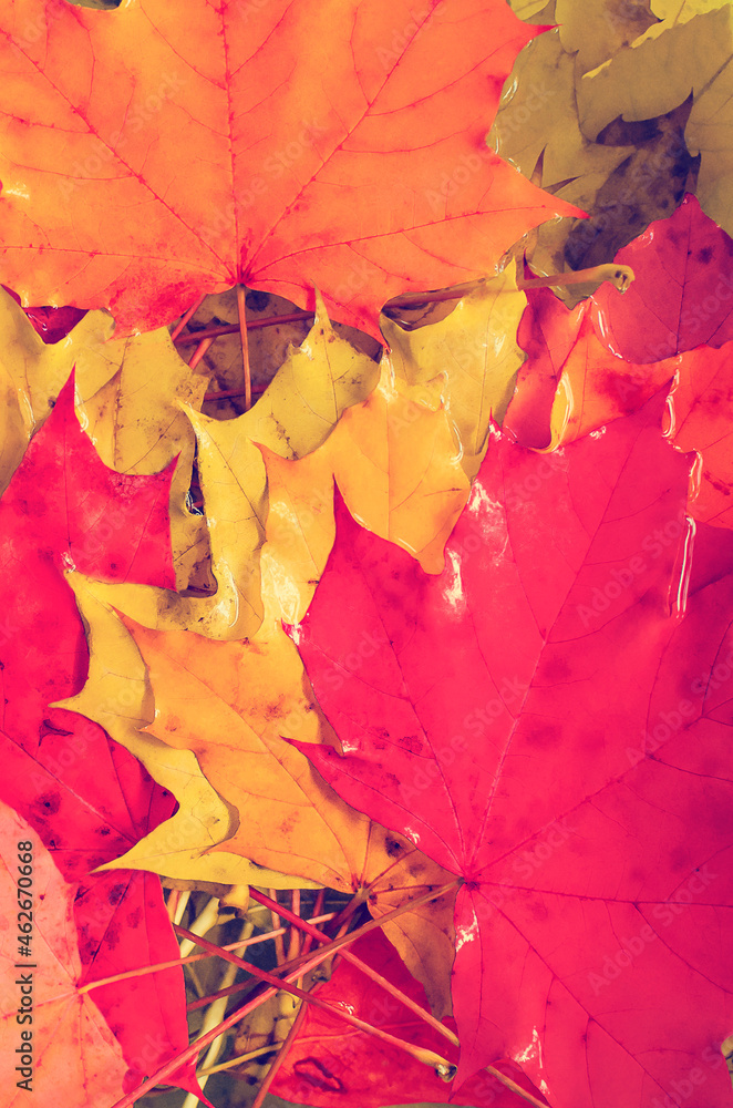 Obraz premium Red and yellow maple leaves. Beautiful vertical autumn background.